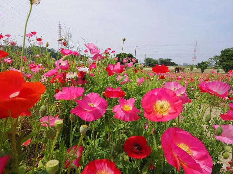 ひなげし畑も素敵 日進市の 愛知牧場 日進市の住みやすさを紹介 住む街なび