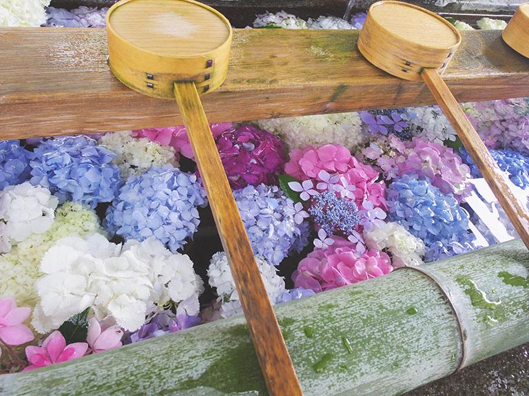 愛知県一宮市の 御裳神社 インスタで人気 紫陽花が浮かぶフォトジェニックな手水舎 一宮市の住みやすさを紹介 住む街なび