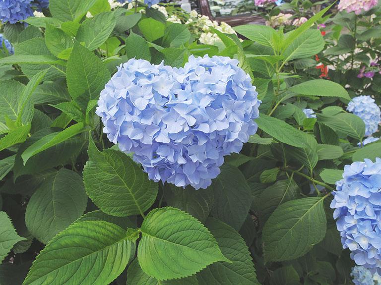 愛知県一宮市の 御裳神社 インスタで人気 紫陽花が浮かぶフォトジェニックな手水舎 一宮市の住みやすさを紹介 住む街なび