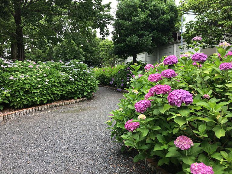 愛知県一宮市の 御裳神社 インスタで人気 紫陽花が浮かぶフォトジェニックな手水舎 一宮市の住みやすさを紹介 住む街なび