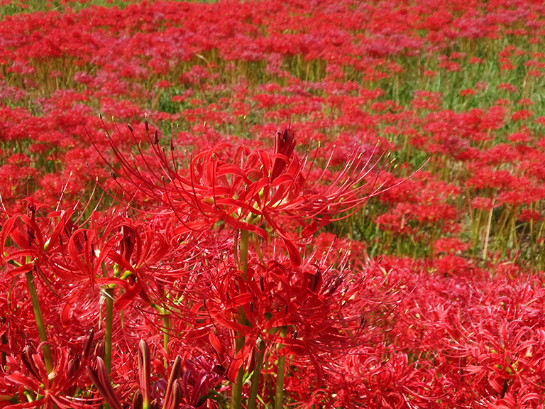 そこは真っ赤なじゅうたん！半田市「矢勝川の彼岸花」が見頃！|半田市の住みやすさを紹介【住む街なび】