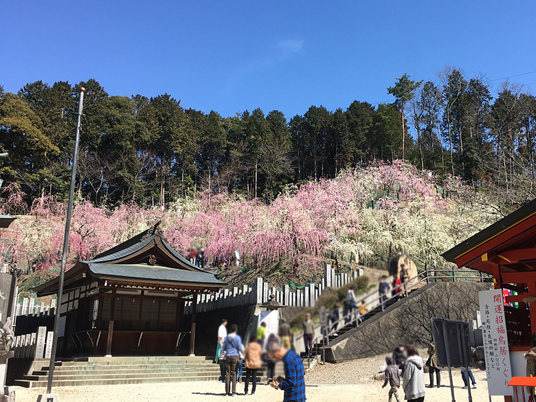 地元から発信！犬山市の住みやすさを紹介愛知県犬山市『大縣神社』の色鮮やかな梅祭りが見頃を迎えています！！