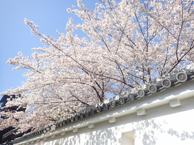 全長15km以上の桜並木 五条川 沿いに咲き誇る桜は圧巻 3月29日から4月7日まで 岩倉桜まつり が開催されます 岩倉 市の住みやすさを紹介 住む街なび