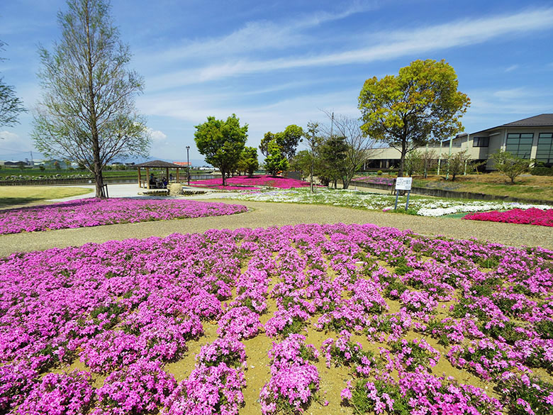 色とりどりの絨毯 愛知県弥富市にある 三ツ又池公園 に咲く芝桜が見頃を迎えています 4月日 土 21日 日 には 芝桜 まつり が開催されます 19年 愛知県弥富市の住みやすさを紹介 住む街なび 色とりどりの絨毯 愛知県弥富市にある 三ツ又池公園 に咲く芝桜が見頃を迎えています 4月日 土 21日 日 には 芝桜 まつり が開催されます 19年 愛知県弥富市の住みやすさを紹介 住む街なび