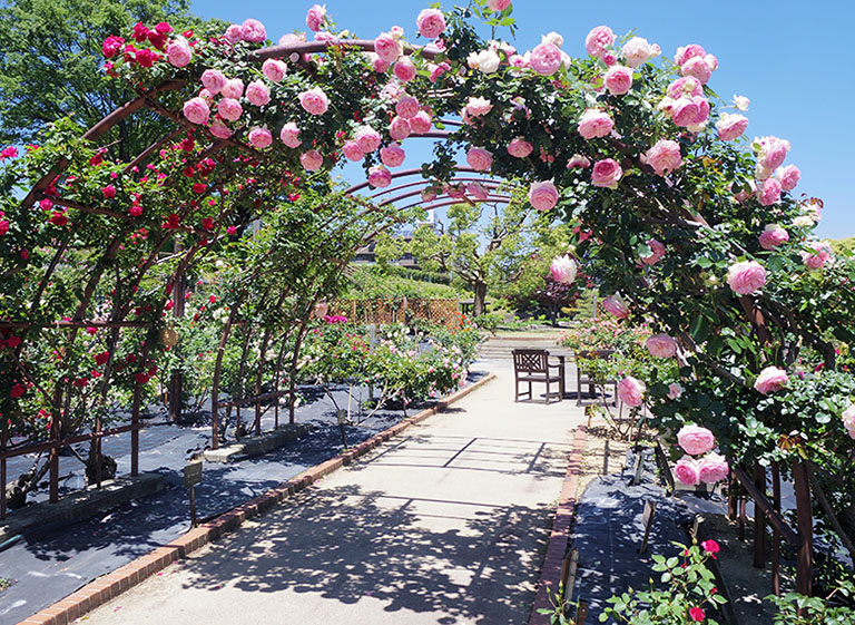 豊田市 西山公園 バラ園の 薔薇のアーチ が素敵 入場無料で 年中楽しめる季節のお花が魅力です 豊田市の住みやすさを紹介 住む街なび