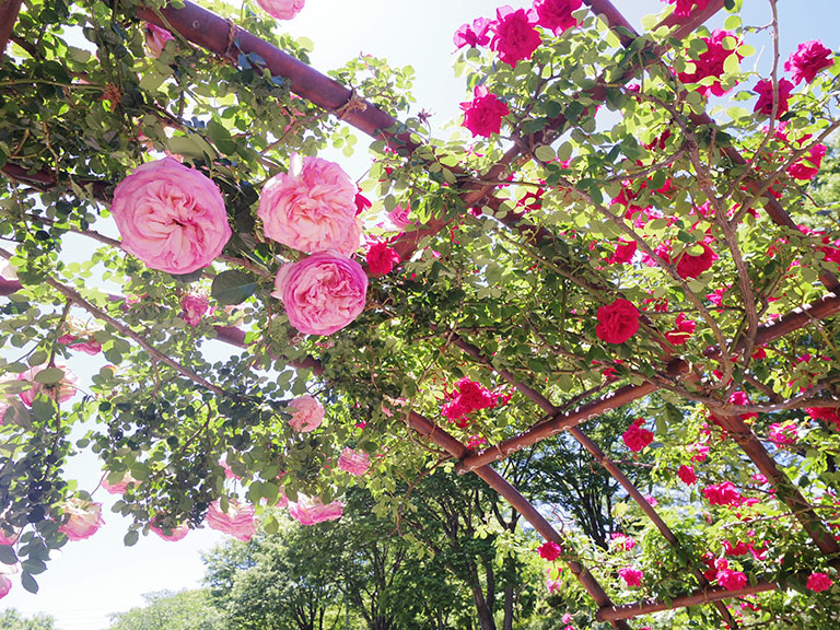 豊田市 西山公園 バラ園の 薔薇のアーチ が素敵 入場無料で 年中楽しめる季節のお花が魅力です 豊田市の住みやすさを紹介 住む街なび