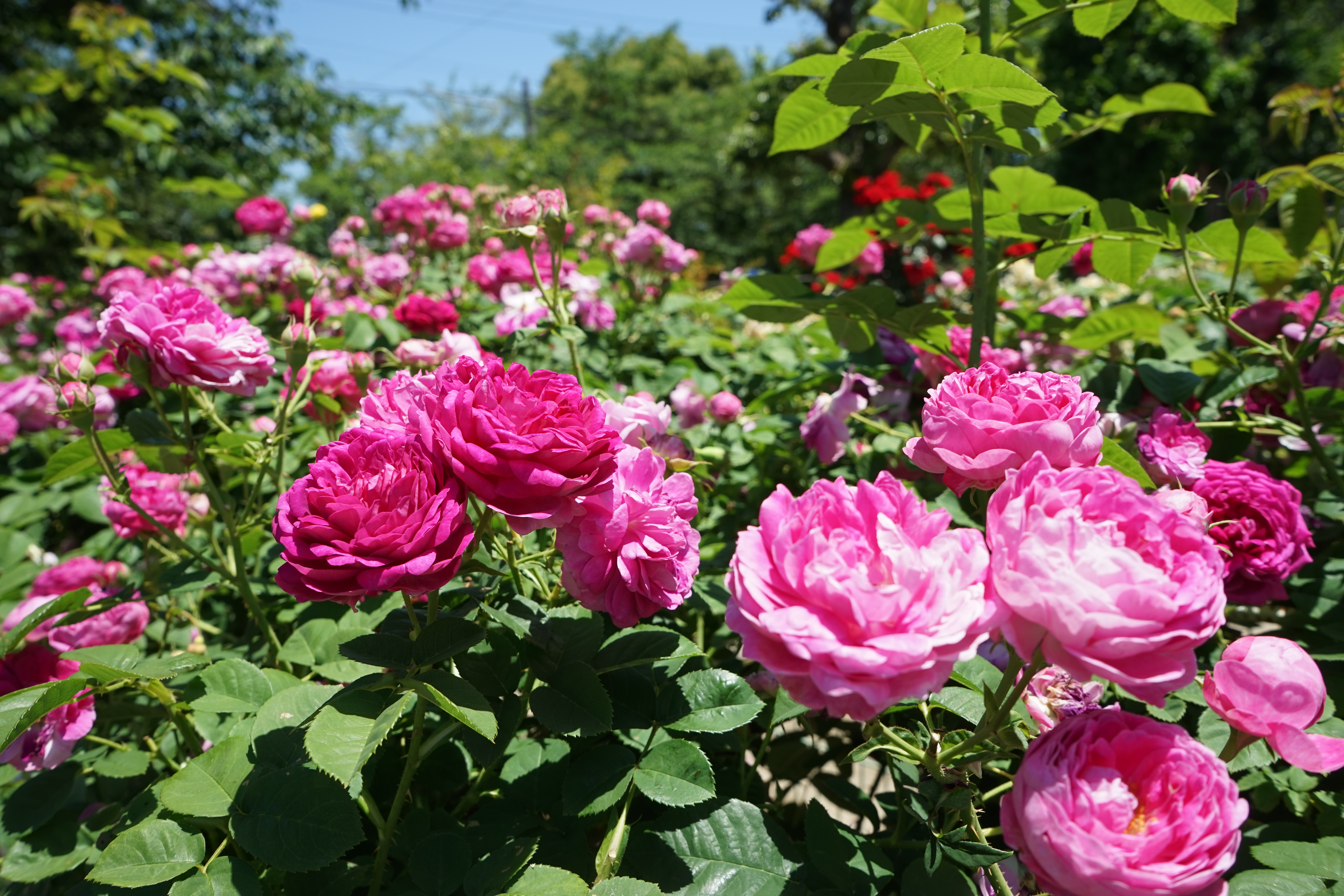 知る人ぞ知る！春日井市にある「王子製紙バラ園」で色とりどりのバラを