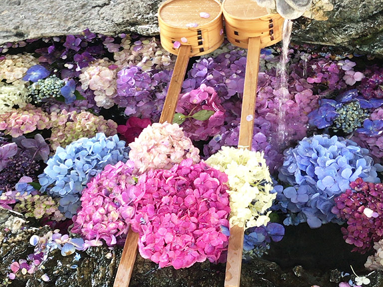 岐阜市にもあった 若江神社 の手水舎の紫陽花 岐阜市の住みやすさを紹介 住む街なび