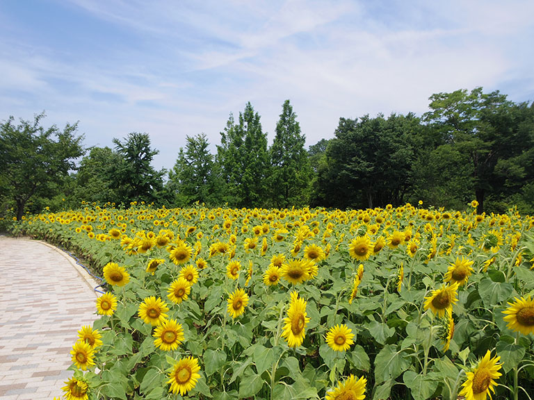 夏はひまわりが見頃 水遊びもできる可児市の ぎふワールド ローズガーデン 旧 花フェスタ記念公園 可児市の住みやすさを紹介 住む街なび