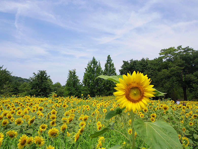 記念 公園 フェスタ 花