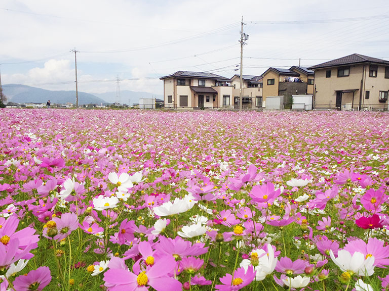 岐阜県にある まるで絨毯みたいなコスモス畑 岐阜県養老郡養老町の住みやすさを紹介 住む街なび