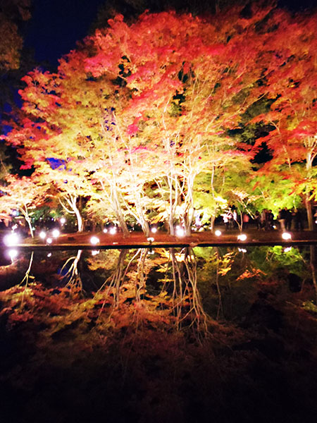 圧巻の逆さもみじ 岐阜県土岐市の 曽木公園 も紅葉ライトアップが見頃 土岐市の住みやすさを紹介 住む街なび