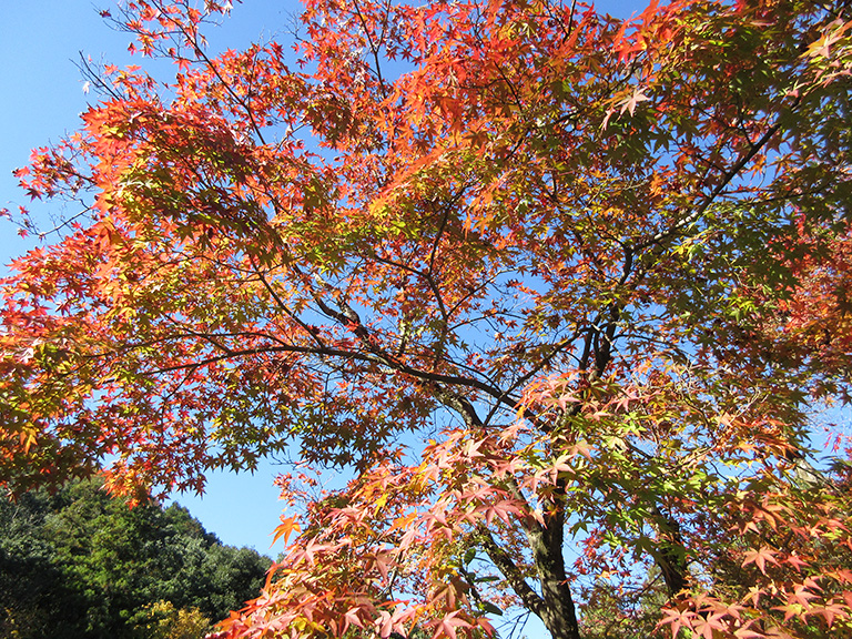 岐阜県多治見市の紅葉の名所 虎渓山永保寺 こけいざんえいほうじ は今が見頃 池に映る紅葉がとっても綺麗 多治見市の住みやすさを紹介 住む街なび