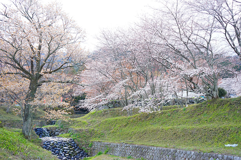岐阜県揖斐郡池田町の 霞間ヶ渓 かまがたに で見る 桜の自然な美しさ 19年 揖斐郡池田町の住みやすさを紹介 住む街なび