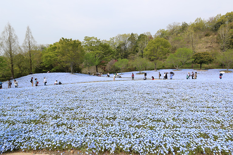 一面に広がるネモフィラ ４月は可児市 ぎふワールド ローズガーデン 旧 花フェスタ記念公園 の真っ青な花畑に出かけよう 19年 可児市の住みやすさを紹介 住む街なび