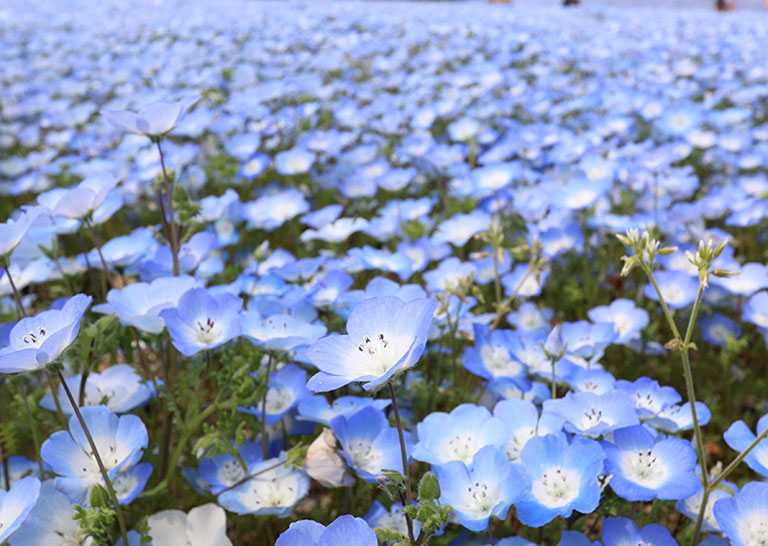 一面に広がるネモフィラ 真っ青な花畑に出かけよう 岐阜県可児市 花フェスタ記念公園 19年 可児市の住みやすさを紹介 住む街なび