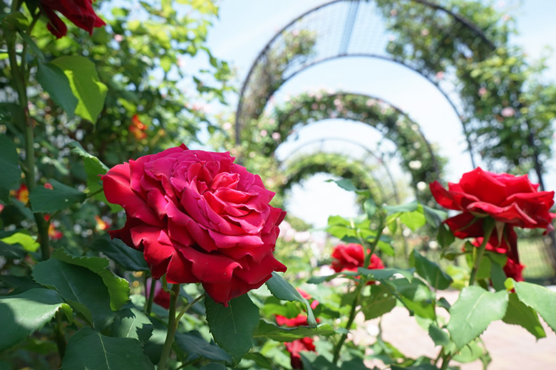 岐阜県神戸町 ばら公園いこいの広場 は3 300株ものバラを観賞できます 5月は岐阜県神戸町と大野町で薔薇巡りを 19年 岐阜県安八郡神戸町の住みやすさを紹介 住む街なび
