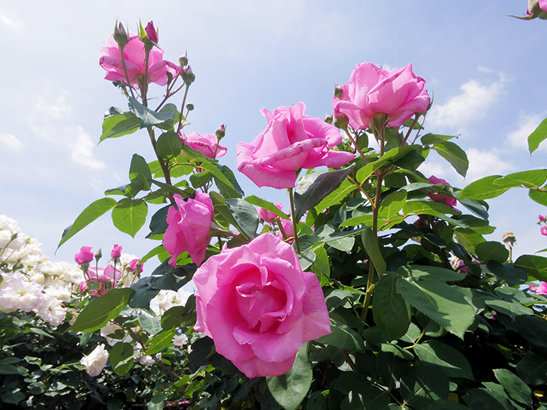 岐阜県 大野町バラ公園 は世界で最も青に近いバラ ブルーヘブン などが観賞できます 5月は岐阜県大野町と神戸町で薔薇巡りを 19 年 揖斐郡大野町の住みやすさを紹介 住む街なび