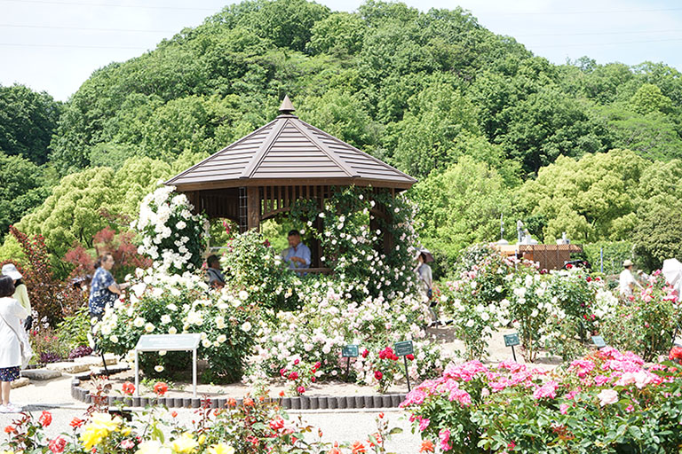 世界最大級のバラ園 岐阜県可児市 ぎふワールド ローズガーデン 旧 花フェスタ記念公園 では 春のバラまつり 開催中です 可児市の住みやすさを紹介 住む街なび