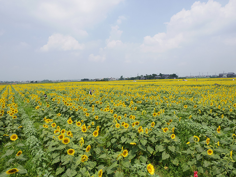 迫力満点のひまわり畑でハート を探せ 岐阜県羽島市 いちのえだ田園フラワーフェスタ のひまわりが満開で見頃です 羽島市の住みやすさを紹介 住む街なび