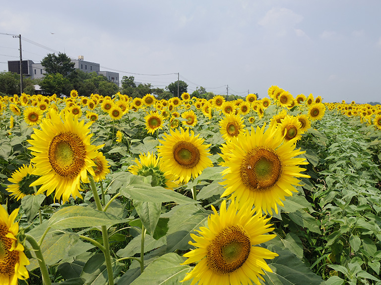 迫力満点のひまわり畑でハート を探せ 岐阜県羽島市 いちのえだ田園フラワーフェスタ のひまわりが満開で見頃です 羽島市の住みやすさを紹介 住む街なび