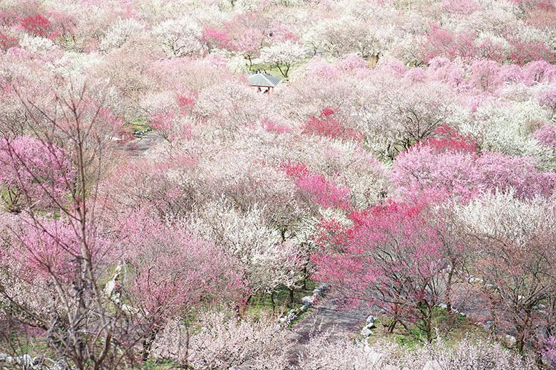 まさに桃源郷 一度は見ておきたい絶景スポット 三重県 いなべ市農業公園 の梅が見頃です いなべ市の住みやすさを紹介 住む街なび