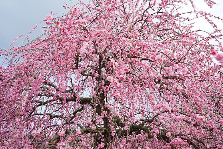 三重県「鈴鹿の森庭園」のしだれ梅が見頃！3月31日まで“しだれ梅まつり”開催中。ライトアップもおすすめです！|鈴鹿市の住みやすさを紹介【住む街なび】