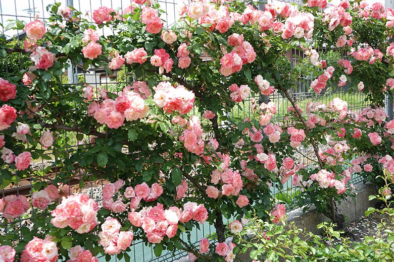 線路沿いに美しく咲き誇るバラが見頃 岐阜県神戸町の ごうど ローズパーク 5月は岐阜県大野町と神戸町で薔薇巡りを 19年 安八郡神戸 町の住みやすさを紹介 住む街なび