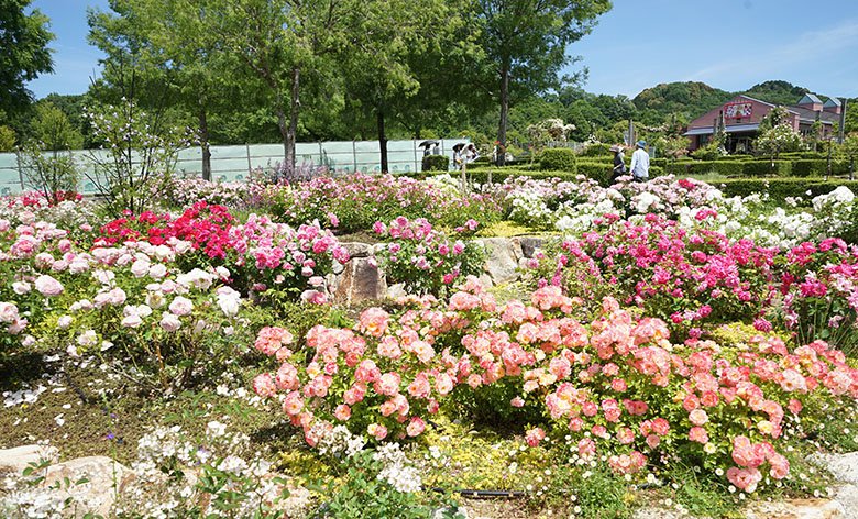 世界最大級のバラ園 岐阜県可児市 ぎふワールド ローズガーデン 旧 花フェスタ記念公園 では 春のバラ まつり 開催中です 可児市の住みやすさを紹介 住む街なび