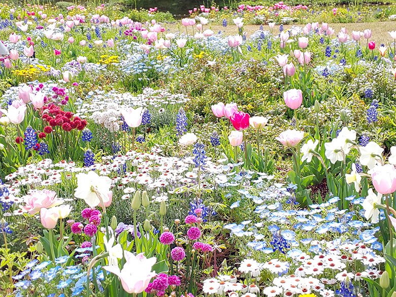 春のお花が咲き乱れる 名古屋市港区の 名古屋港ワイルドフラワーガーデン ブルーボネット 19年 港区の住みやすさを紹介 住む街なび