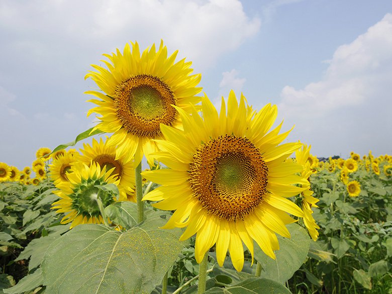 迫力満点のひまわり畑でハート を探せ 岐阜県羽島市 いちのえだ田園フラワーフェスタ のひまわりが満開で見頃です 羽島市の住みやすさを紹介 住む街なび