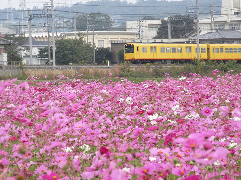 三重県東員町のコスモス畑が満開！黄色い電車とコスモスが織り成す風景！|員弁郡東員町の住みやすさを紹介【住む街なび】