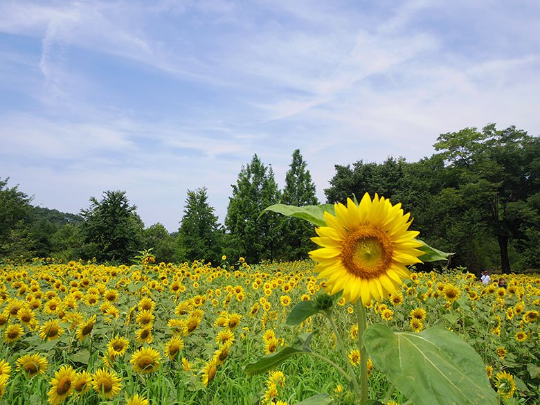 夏はひまわりが見頃 水遊びもできる可児市の ぎふワールド ローズガーデン 旧 花フェスタ記念公園 可児市の住みやすさを紹介 住む街なび