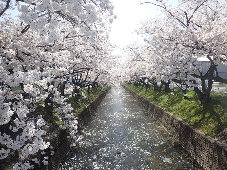 全長15km以上の桜並木 五条川 沿いに咲き誇る桜は圧巻 3月29日から4月7日まで 岩倉桜まつり が開催されます 岩倉 市の住みやすさを紹介 住む街なび