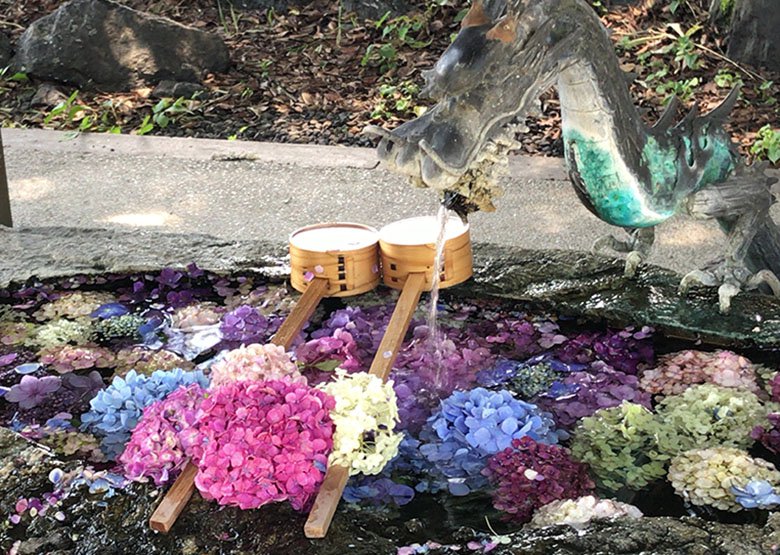 岐阜市にもあった 若江神社 の手水舎の紫陽花 岐阜市の住みやすさを紹介 住む街なび