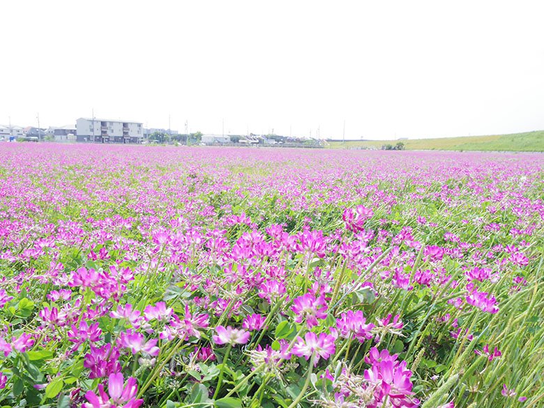 昔懐かしいこんな風景 守山区志段味のレンゲ畑 守山区の住みやすさを紹介 住む街なび