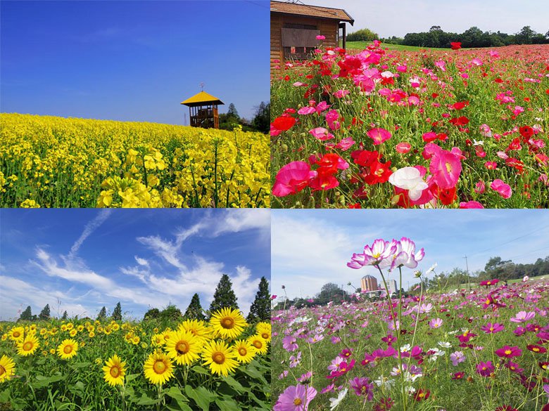 １年中楽しめる愛知牧場の花畑シリーズ見頃まとめ 菜の花 ひなげし ひまわり コスモス 日進市の住みやすさを紹介 住む街なび