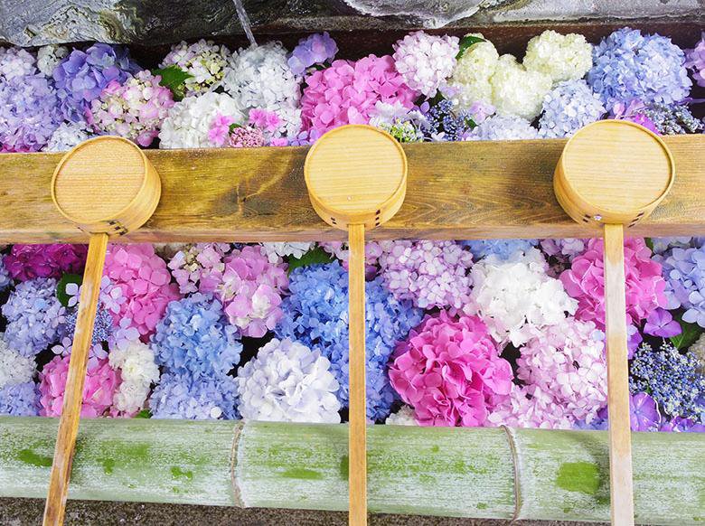 愛知県一宮市の 御裳神社 インスタで人気 紫陽花が浮かぶフォトジェニックな手水舎 一宮市の住みやすさを紹介 住む街なび
