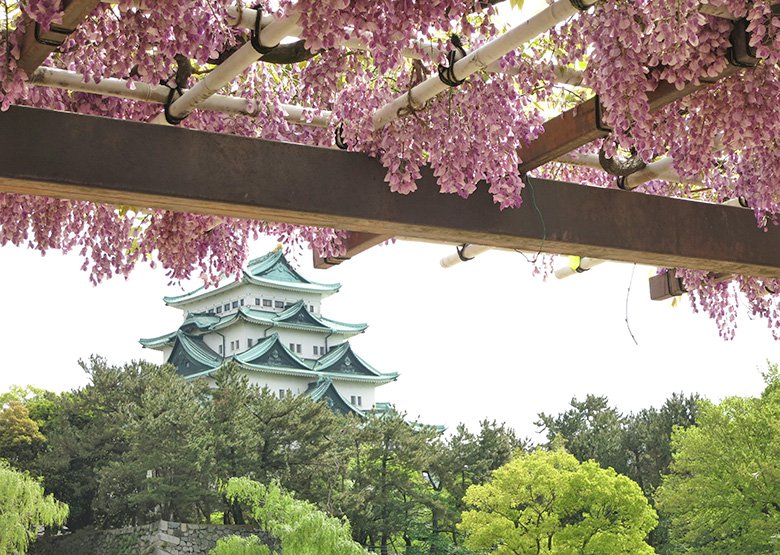 名城公園 の藤回廊から名古屋城をバックにすると 映える写真が撮れます 19年 北区の住みやすさを紹介 住む街なび