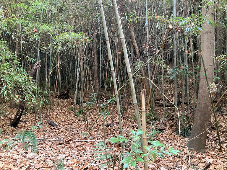 hakuniryu-7.jpg