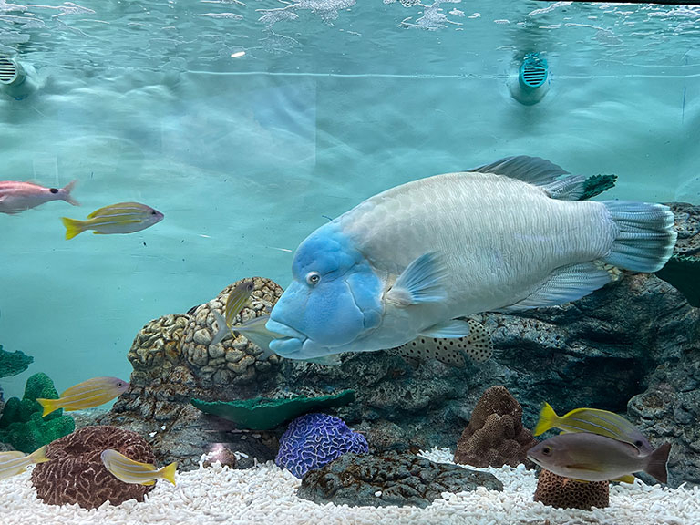 hekinan-seaside-aquarium13.jpg