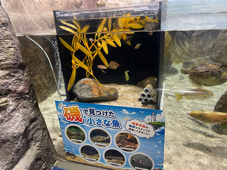 hekinan-seaside-aquarium14.jpg