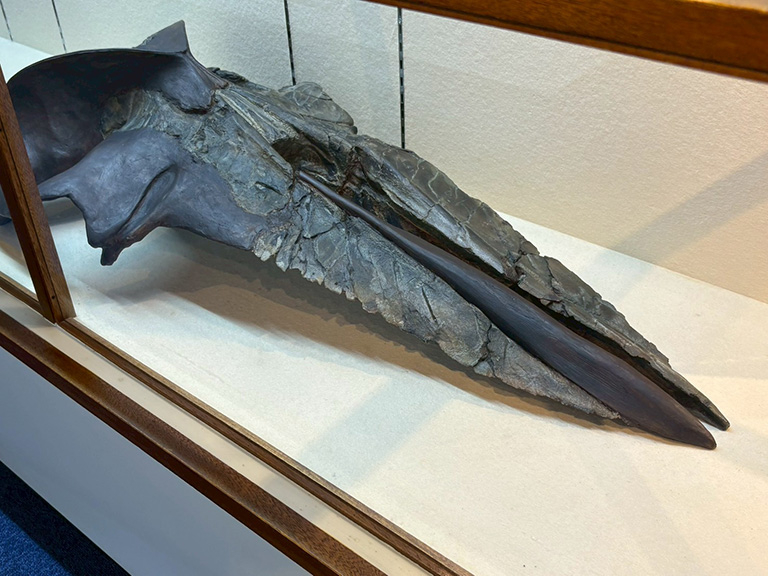 mizunami-kaseki-museum-50.jpg