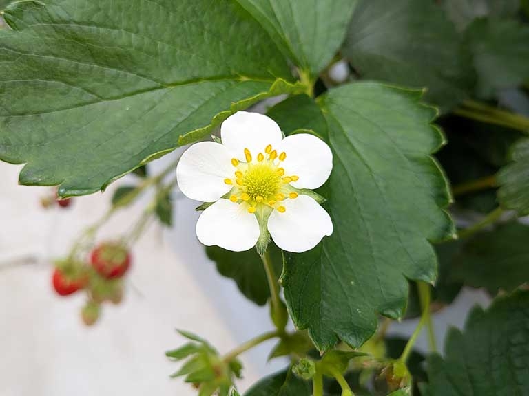 nagakute-smileberries-nagakute-9.jpg