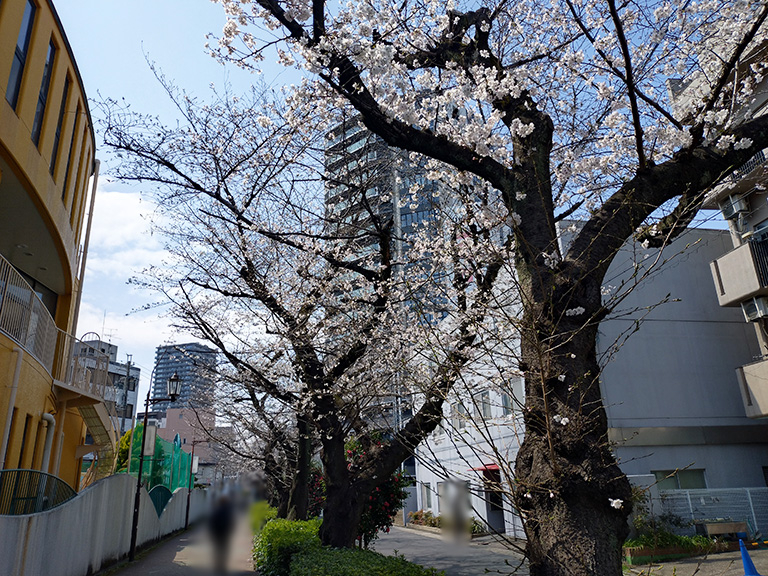 suidomichi-ryokudo-sakura-13.jpg