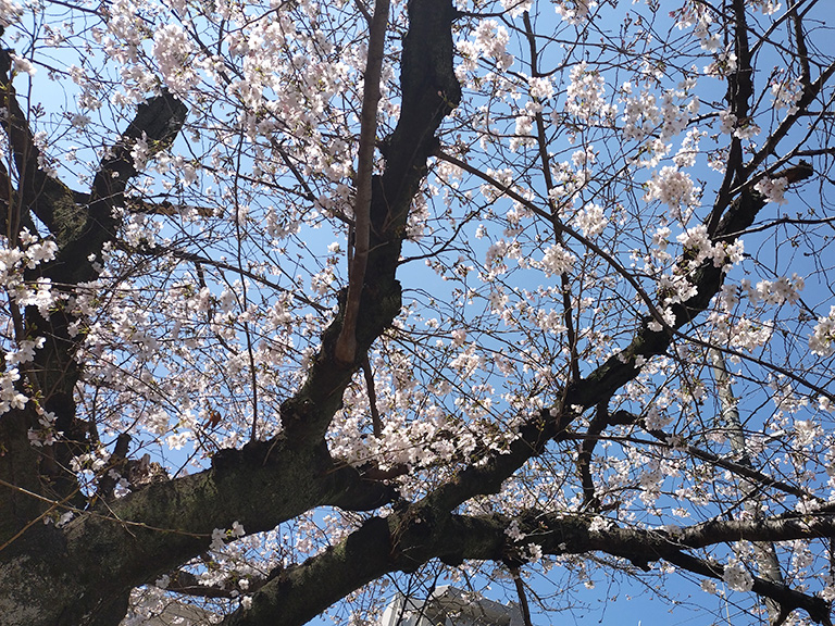 suidomichi-ryokudo-sakura-14.jpg