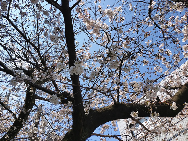 suidomichi-ryokudo-sakura-3.jpg