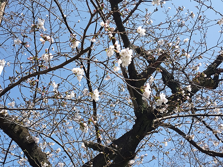 suidomichi-ryokudo-sakura-4.jpg