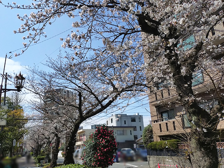 suidomichi-ryokudo-sakura-5.jpg