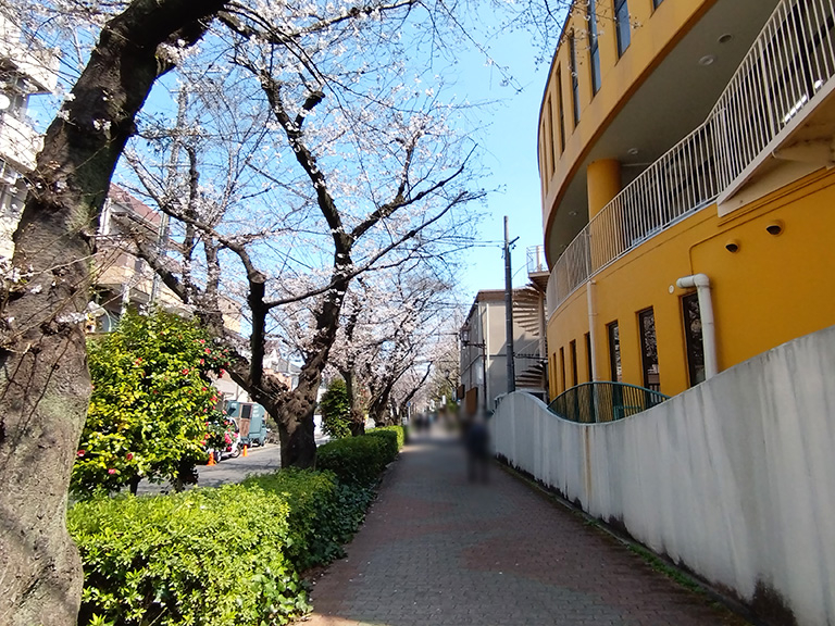 suidomichi-ryokudo-sakura-7.jpg